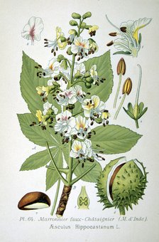 Common horse chestnut, 1893. Artist: Unknown