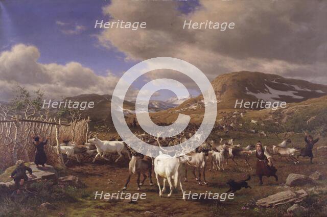 Driving a reindeer herd to milking, high mountains north of Roros, 1875. Creator: Carl Henrik Bogh.