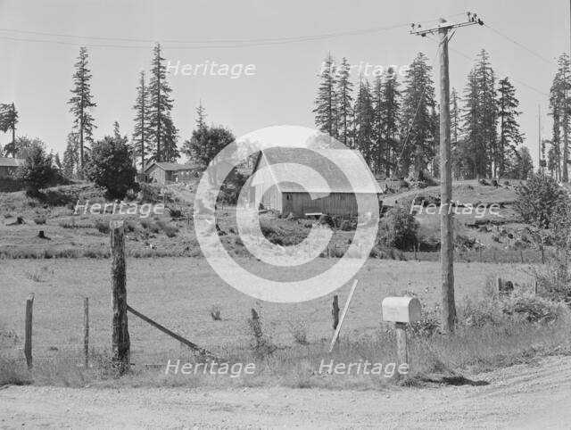 Stump farm, typical of cut-over area of Western Washington, near Vader, Lewis County, 1939. Creator: Dorothea Lange.
