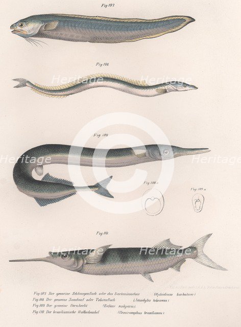 Common snake fish.  Common sand eel. Common Hornhecht. Brazilian halfbeak, c.1850s. Artist: Unknown.
