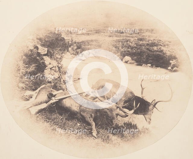 Two Stags, One Shot by Mr. Ross and the Other by Mrs. Ross, ca. 1858. Creator: Horatio Ross.