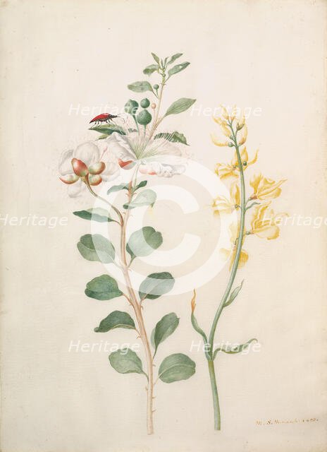 Study of Capers, Gorse, and a Beetle, 1693. Creator: Sybilla Merian.
