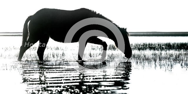 Morning Impression. Creator: Eve Turek.