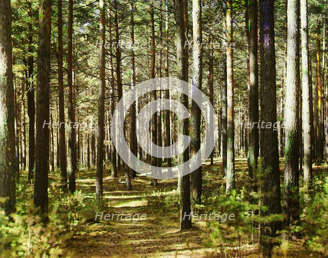 Forest, 1910. Creator: Sergey Mikhaylovich Prokudin-Gorsky.