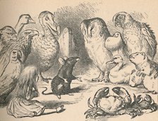'Illustration for the chapter 'a Caucus-Race and a long tail'. Alice and various creatures, such as  Artist: John Tenniel.