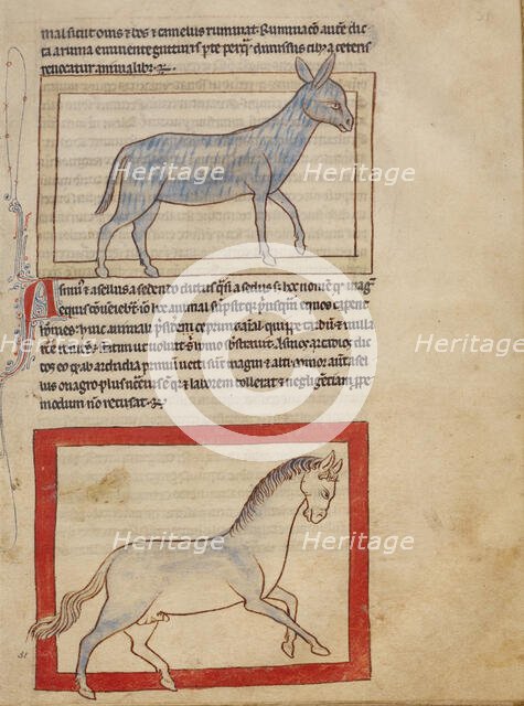 A Donkey; A Horse; Northumberland Bestiary, about 1250-1260. Creator: Unknown.