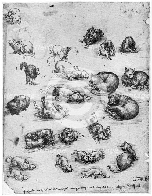 Studies of cats, 1513-1515 (1954). Artist: Leonardo da Vinci