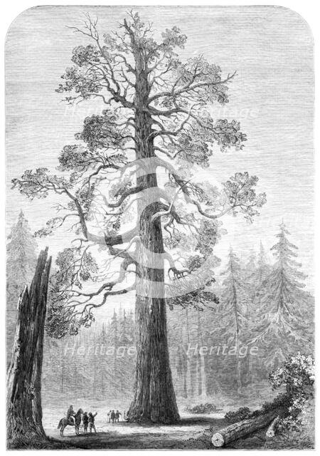 The "Grizzly Giant" of Mariposa, California, 1881. Creator: Unknown.