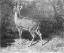Deer—Sketch from Nature, ca. 1882. Creator: Arthur Fitzwilliam Tait.