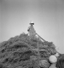 Harvesting oats, Clayton, Indiana, 1936. Creator: Dorothea Lange.