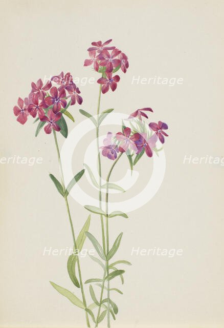 Hairy Phlox (Phlox amoena), ca. early 1930s. Creator: Mary Vaux Walcott.