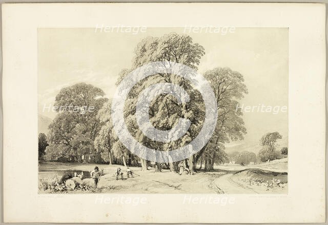 Plane Trees, from The Park and the Forest, 1841. Creator: James Duffield Harding.