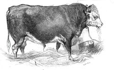 Mr. W. Perry's Hereford bull, 1844. Creator: Unknown.