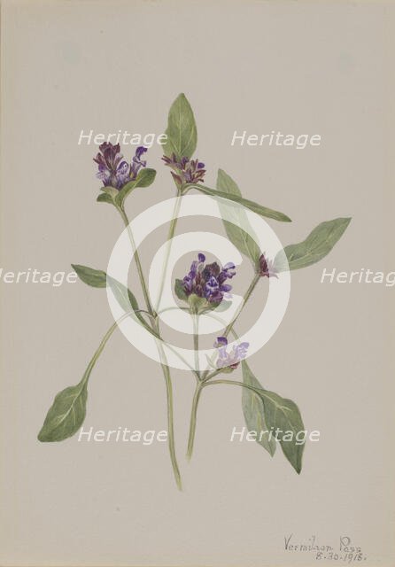 Self-Heal (Prunella vulgaris), 1918. Creator: Mary Vaux Walcott.