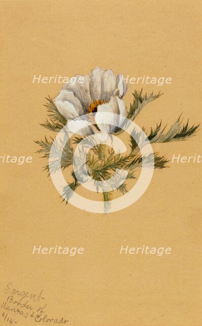 (Untitled) (Flower Study), 1883. Creator: Mary Vaux Walcott.