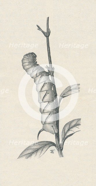 'Full-Grown Caterpillar of the Privet Hawk-Moth, Similarly Occupied', c1900, (1910). Artist: Fred Enock.