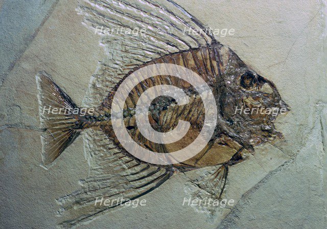 Rare fossilised fish. Artist: Unknown