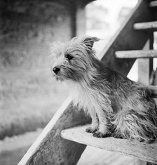 Terrier dog, early 1950s. Artist: John Gay.