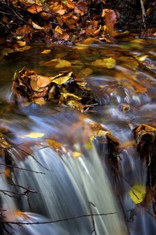 Autumn leaves in a stream above a waterfall, 2009. Artist: James McCormick.