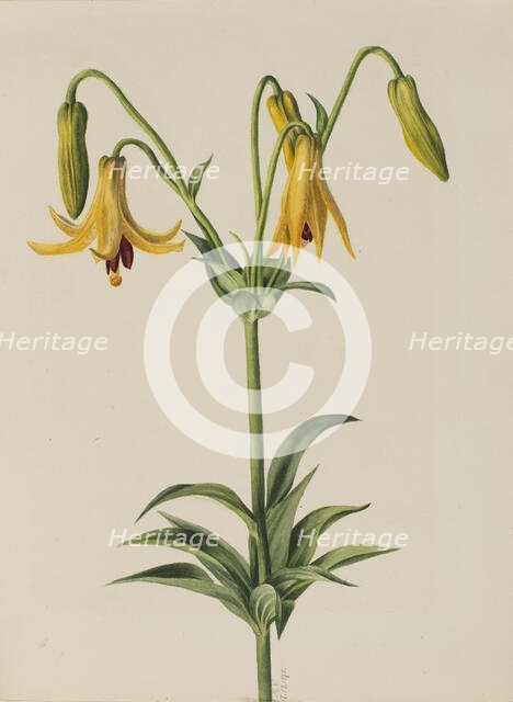Canada Lily (Lilium canadense), 1878. Creator: Mary Vaux Walcott.