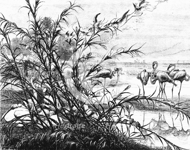 'A Parliament of Birds on the Lake Menaleh', 1880. Artist: Wilhelm Gentz