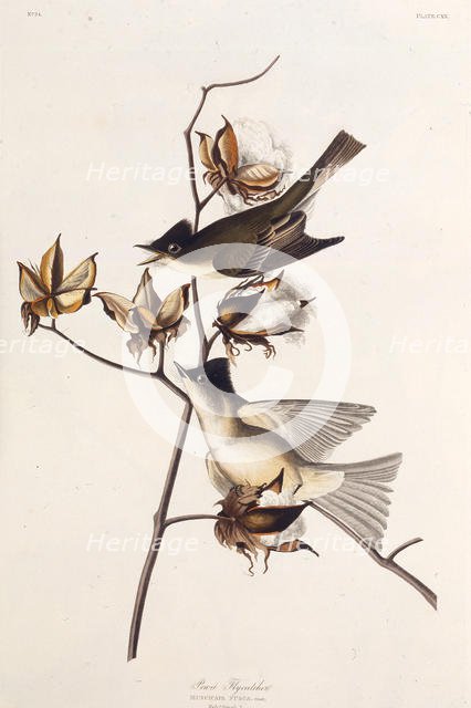 Pewit Flycatcher. From "The Birds of America", 1827-1838. Creator: Audubon, John James (1785-1851).