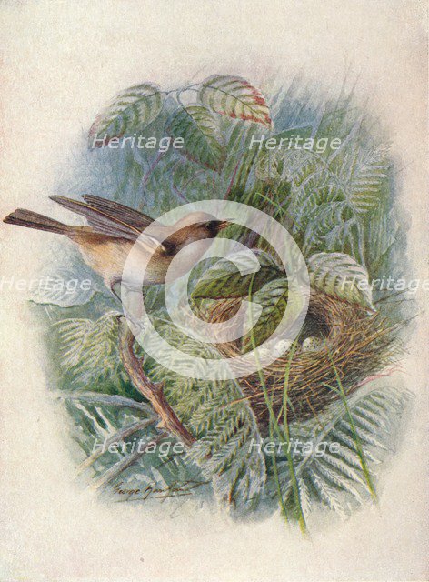 'Garden-Warbler - Syl'via horten'sis', c1910, (1910). Artist: George James Rankin.