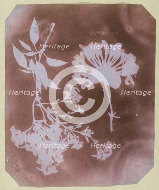 Two Plant Specimens, 1839. Creator: William Henry Fox Talbot.