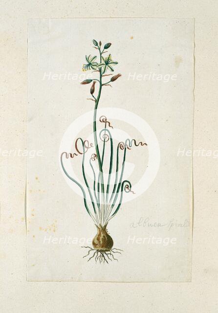 Ornithogalum Polyphyllum Jacq, 1777-1786. Creator: Robert Jacob Gordon.