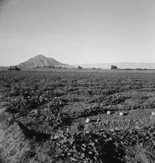 Cantaloupe field, desert agriculture on the Mexican border, Imperial Valley, California, 1938. Creator: Dorothea Lange.