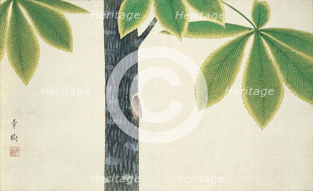 Cicada, 1930. Creator: Omoda, Seiju (1891-1933).