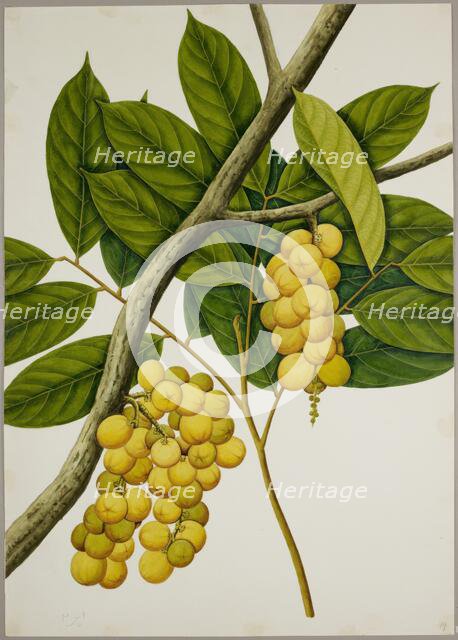 Lansium domesticum, c1824.  Creator: Unknown.