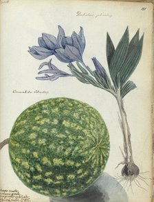 Cape watermelon and gladiolus, 1786. Creator: Jan Brandes.
