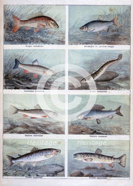 Freshwater fish, 1898.  Creator: F Meaulle.