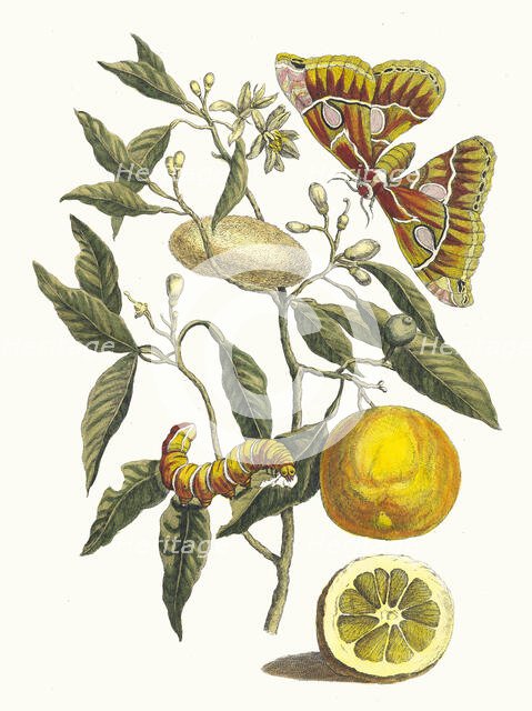Lemon. From the Book Metamorphosis insectorum Surinamensium, 1705. Creator: Merian, Maria Sibylla (1647-1717).