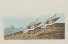 Ruddy Plover, 1834. Creator: Robert Havell.