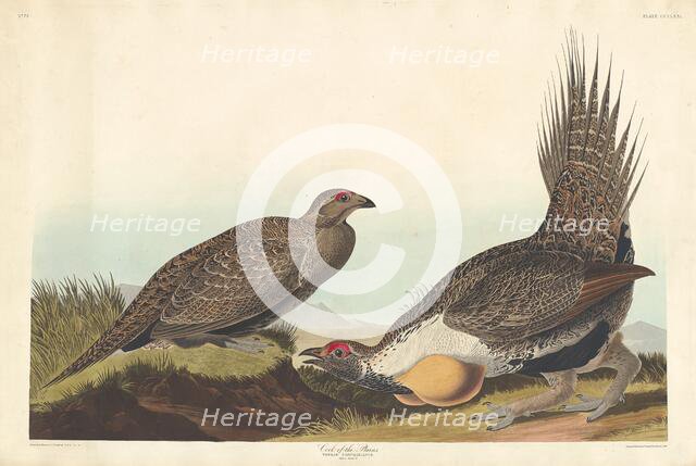 Cock of the Plains, 1837. Creator: Robert Havell.