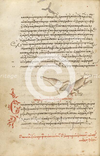 A Bird Pecking at an Animal; Miscellany: Physiologus: other texts, 1510-1520. Creator: Unknown.