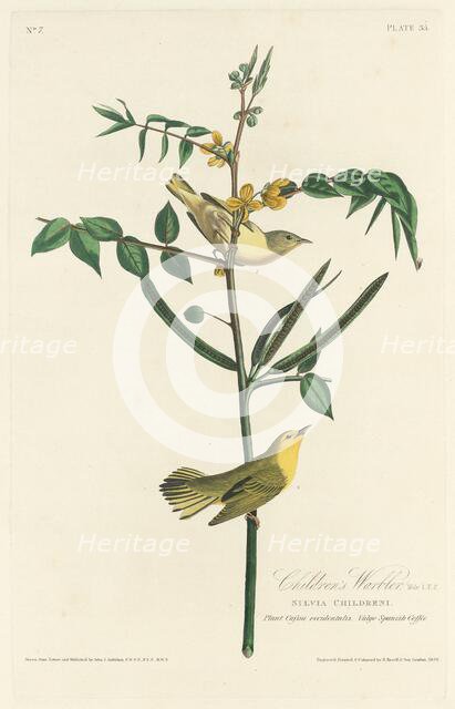 Children's Warbler, 1828. Creator: Robert Havell.