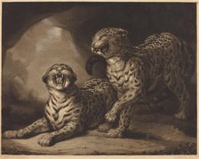 Leopards, 1798. Creator: Samuel William Reynolds.