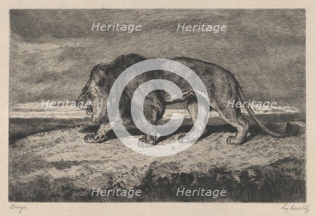 Lion walking, 1866-1897. Creator: Charles Courtry.