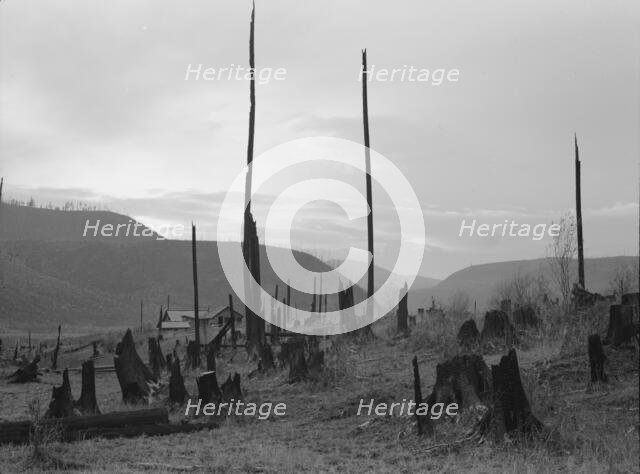Possibly: View of the Halley farm. Priest River Peninsula, Bonner County, Idaho, 1939. Creator: Dorothea Lange.