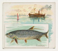 Tarpon, from Fish from American Waters series (N39) for Allen & Ginter Cigarettes, 1889. Creator: Allen & Ginter.