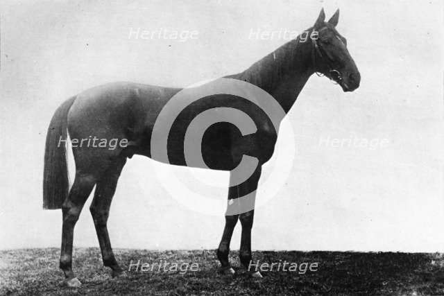 'Christmas Daisy', 1911. Artist: Unknown.
