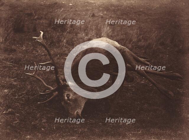 Dead Stag, 1857. Creator: Horatio Ross.