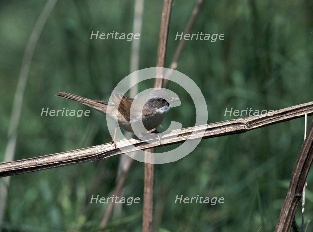 Common whitethroat.
