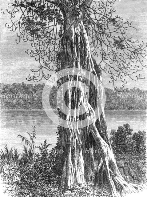 ''Trunk of the ovounchua, a species of "Ticus"; The Gaboon.', 1875. Creator: Unknown.