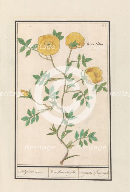 Rose (Rosa), 1596-1610. Creators: Anselmus de Boodt, Elias Verhulst.