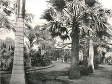 'Typical Hawaiian yard', Honolulu, USA, 1895.  Creator: Unknown.