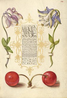 European Columbines and Sweet Cherry, 1561-1562; illumination added 1591-1596. Creator: Joris Hoefnagel.